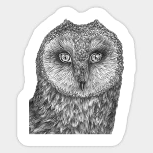 Little Barn Owl Sticker